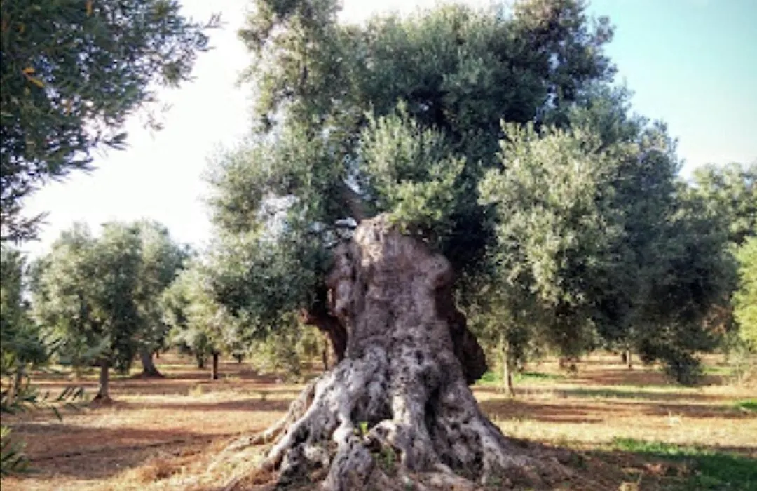 Room In Bb - Double Room In Ancient Masseria Near The Sea In A Quiet Olive Trees-1