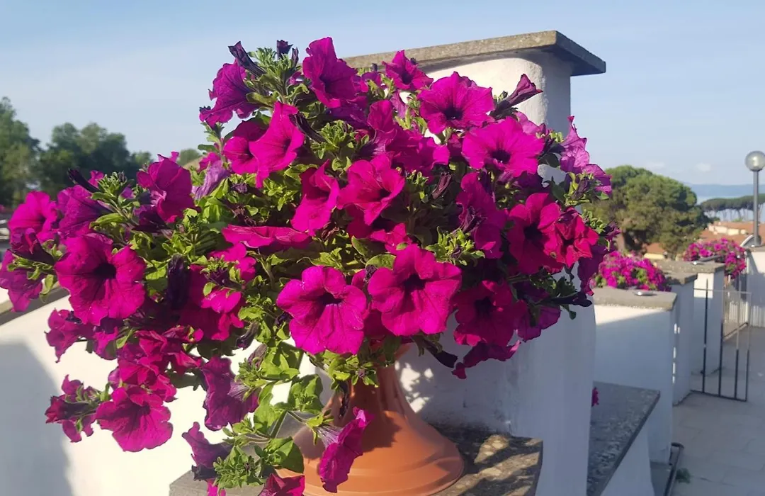 Pensione Italia-1