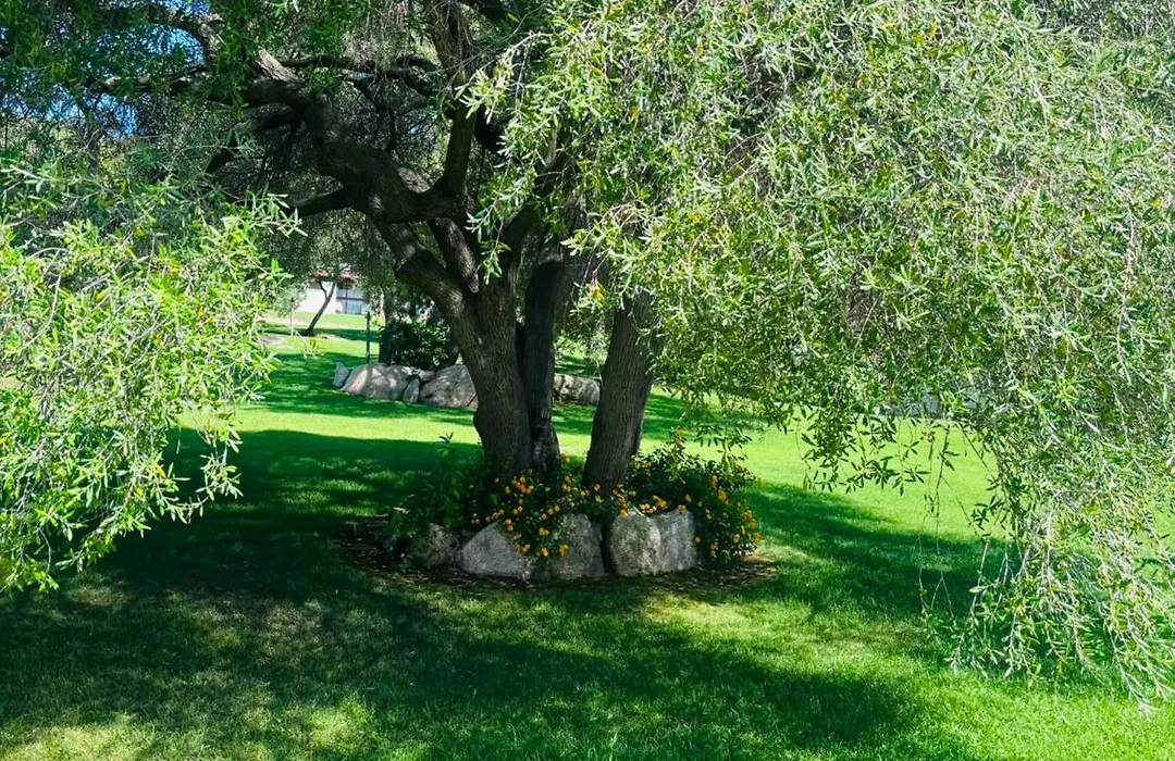 B&B Majore-1