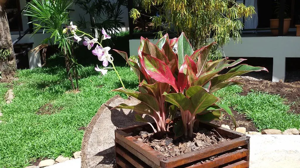 Lucky Gecko Garden-1