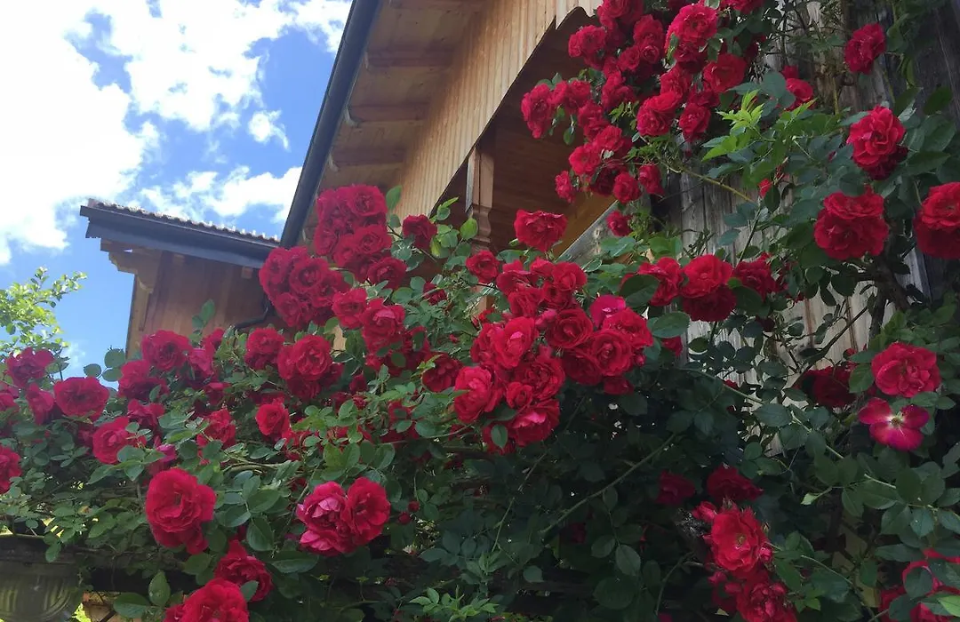 B&B Ciasa Bruescia-1
