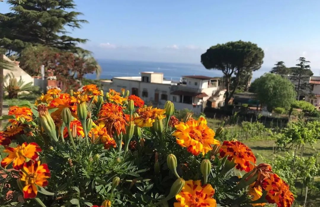 Villa Araucaria-1