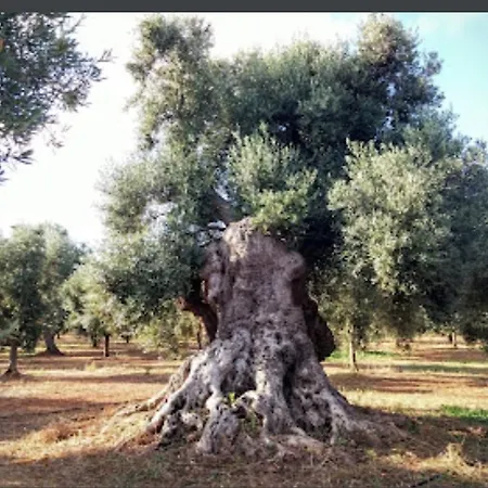 Room In Bb - Stunning Quadruple Room In Ancient Masseria Near The Sea In A Quiet Olive Trees-3