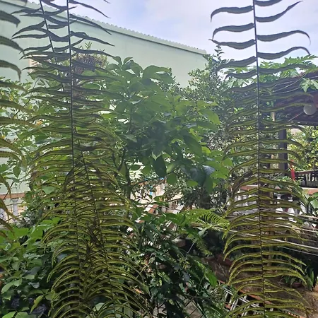 Pousada Minha Terra-3