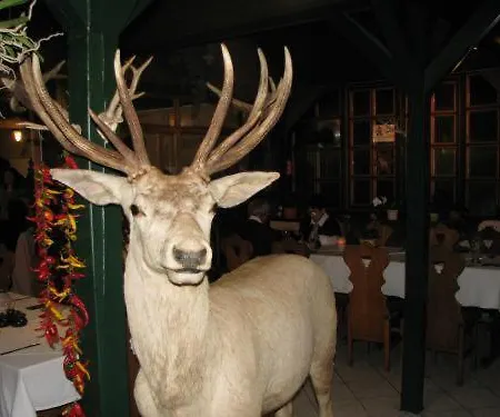 Aranyszarvas-Goldener Hirsch Pension-2